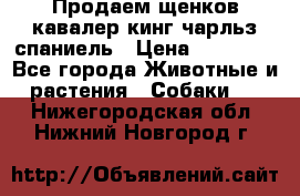 Продаем щенков кавалер кинг чарльз спаниель › Цена ­ 60 000 - Все города Животные и растения » Собаки   . Нижегородская обл.,Нижний Новгород г.